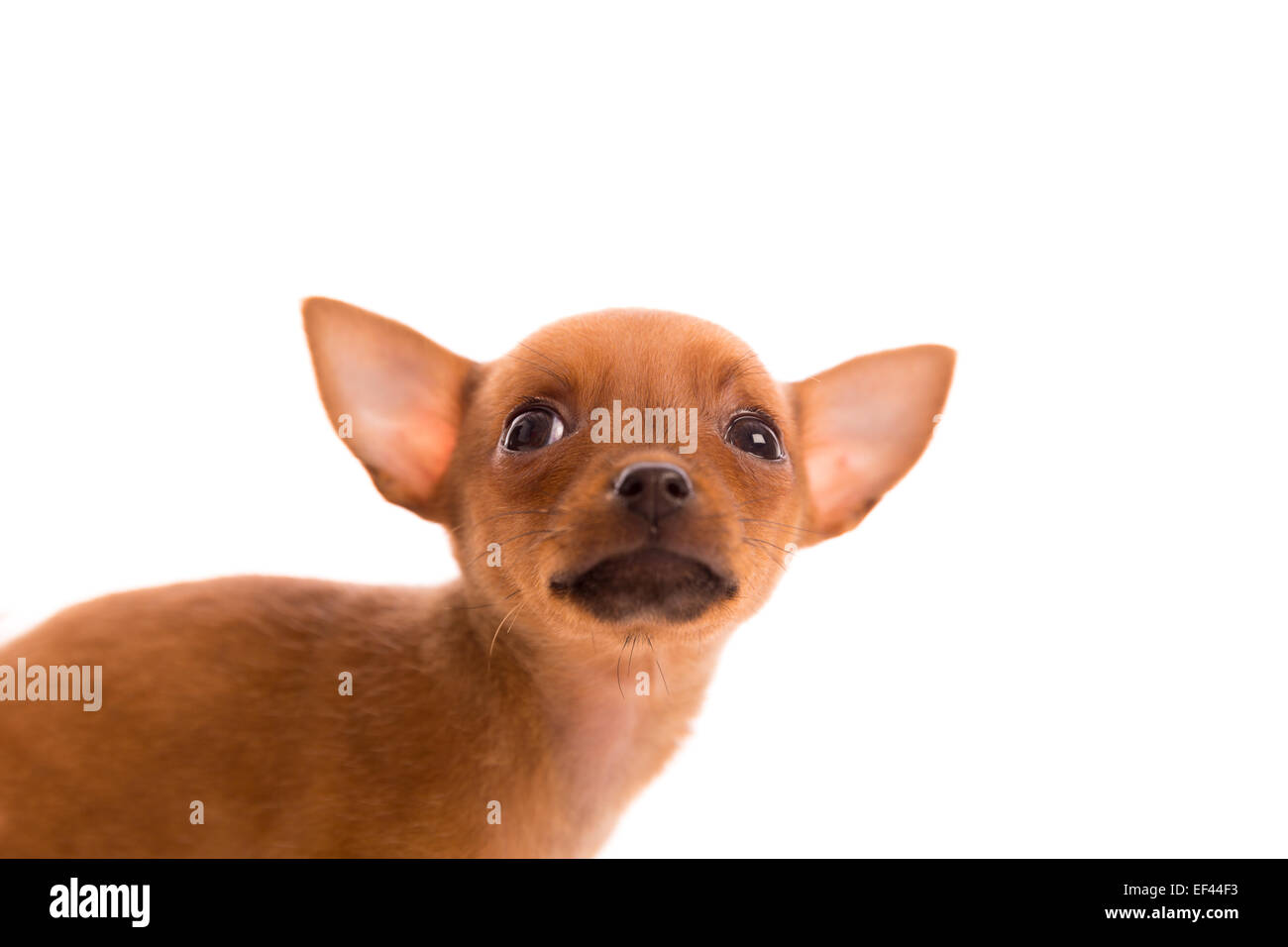 Chihuahua Welpen Hund Doggy Porträt auf weißem Hintergrund Stockfoto
