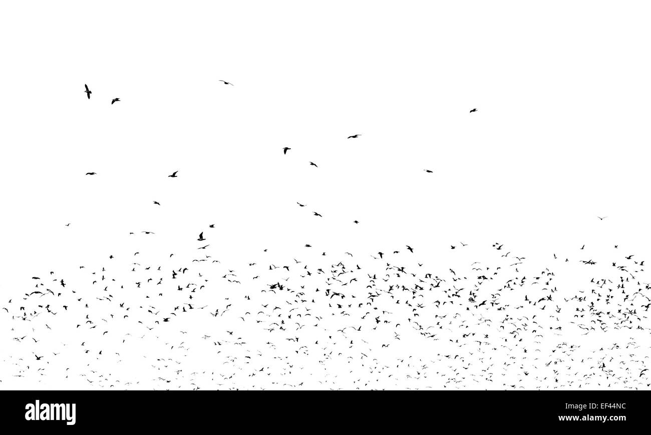 Vogelschwarm schwarz isoliert auf weißem Hintergrund Stockfoto