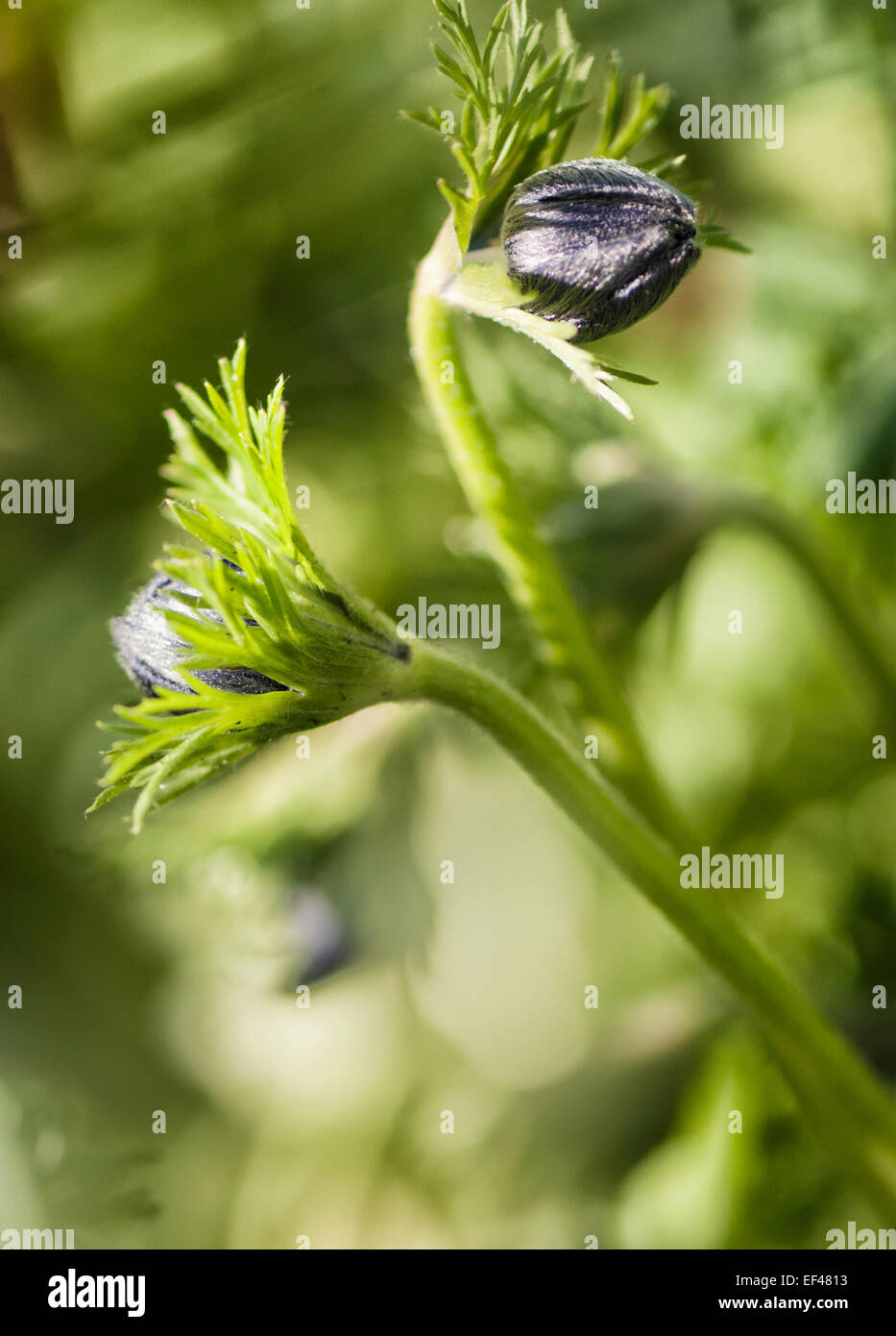 Anemone Coronaria. Spanische Ringelblume Stockfoto