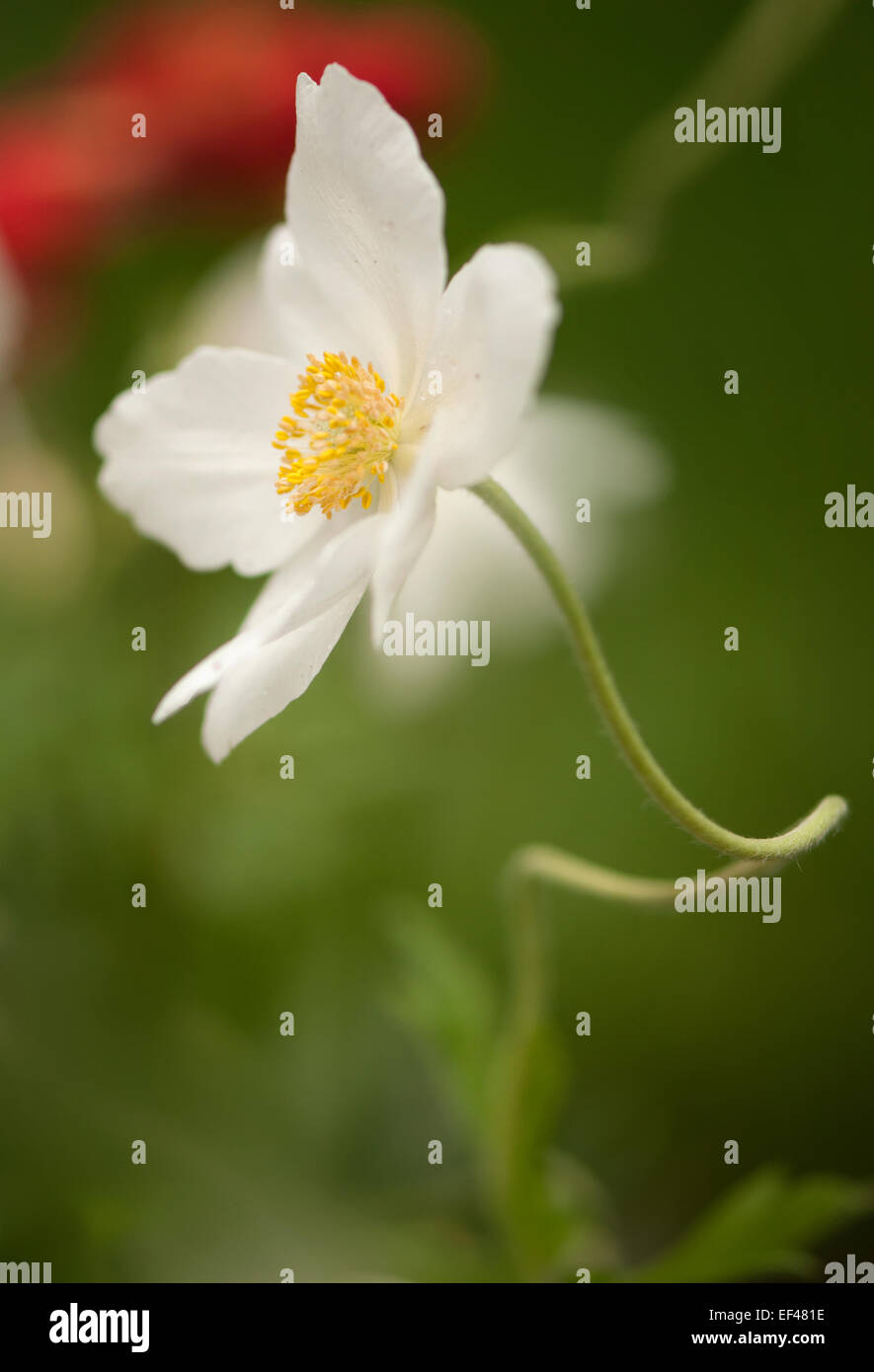 Anemone Nemorosa. Zeitigen Frühjahr blühende Pflanze mit Moschus Geruch der Blätter Stockfoto