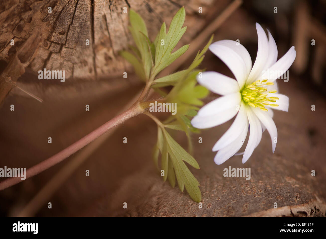 Anemone Blanda. Balkan-Anemone, griechische Windflower, Winter windflower Stockfoto