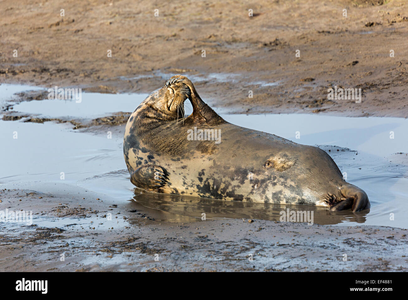 Grey seal, Halichoerus Grypus, Kopf kratzen, Donna Nook nationalen Naturreservat, Lincolnshire, England, UK Stockfoto