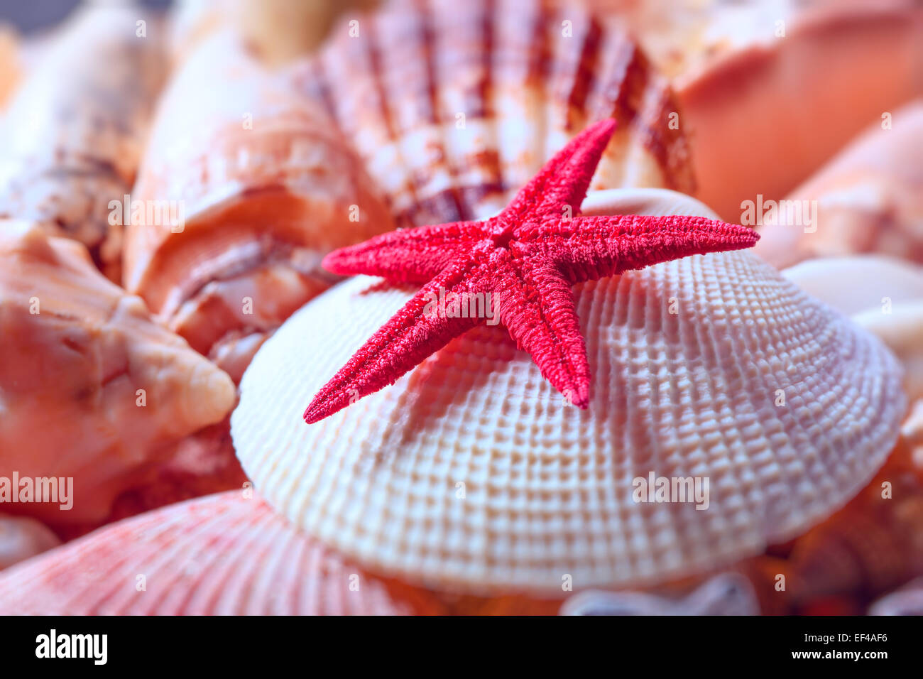 Muscheln und Seesterne Stillleben. Stockfoto