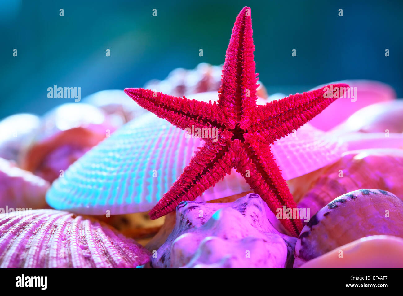 Muscheln und Seesterne Stillleben. Stockfoto