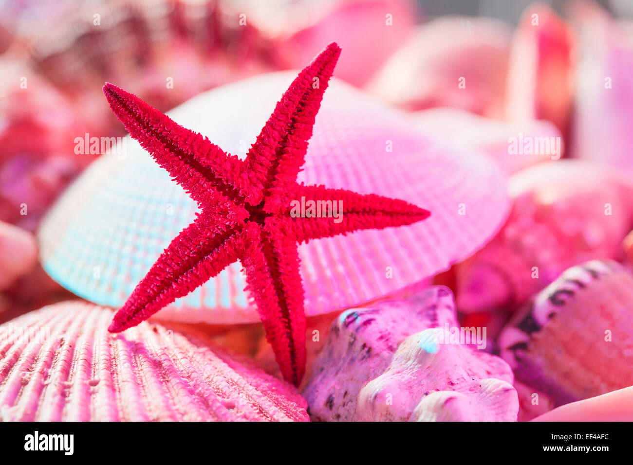 Muscheln und Seesterne Stillleben. Stockfoto