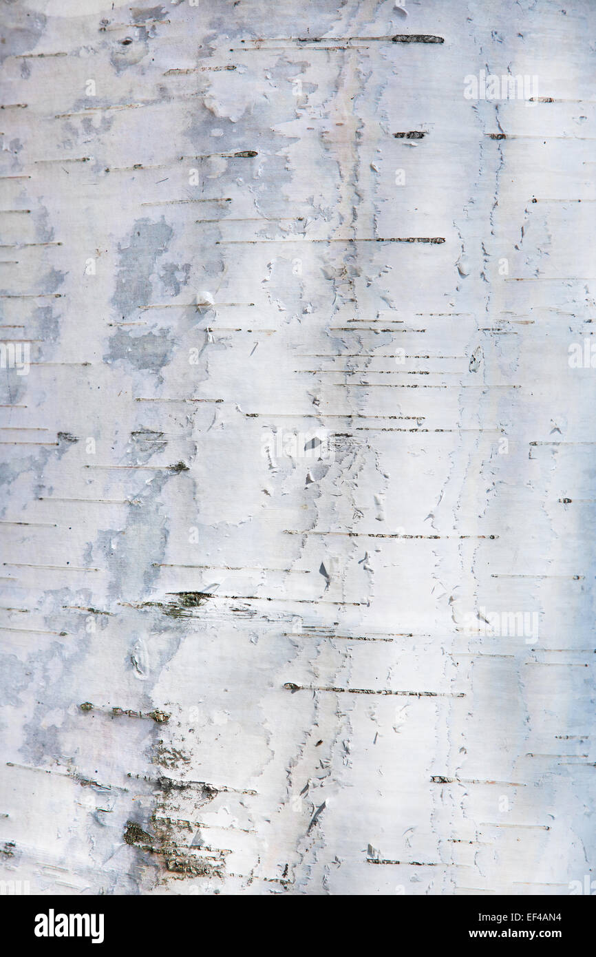 Birke Rinde Textur oder Hintergrund. Stockfoto