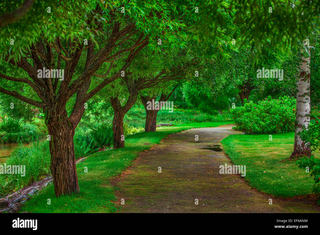 Schöne Fee Gehweg mit großen Bäumen. Kräftige grüne Farben. Stockfoto
