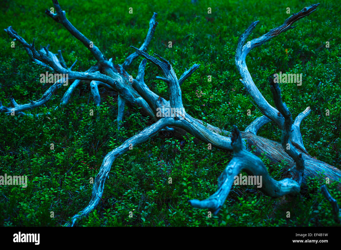 Alten umgestürzten Baum im Wald. Fee dunkle Farben in der Dämmerung. Stockfoto