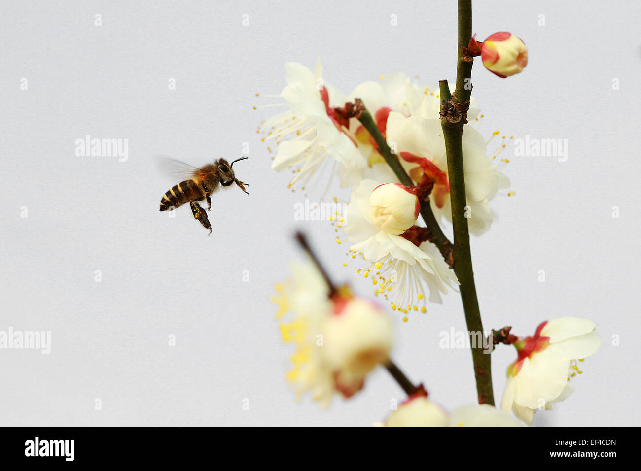 Eine Biene, die Pflaumenblüte herumfliegen. Stockfoto