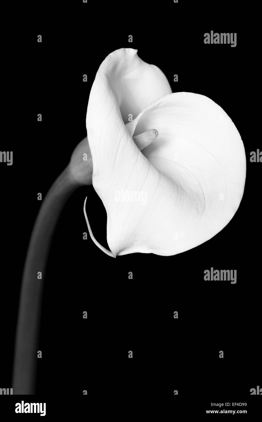 Eine wunderschöne Calla Lilie Blume fotografiert im Studio mit einem schwarzen Hintergrund. Stockfoto