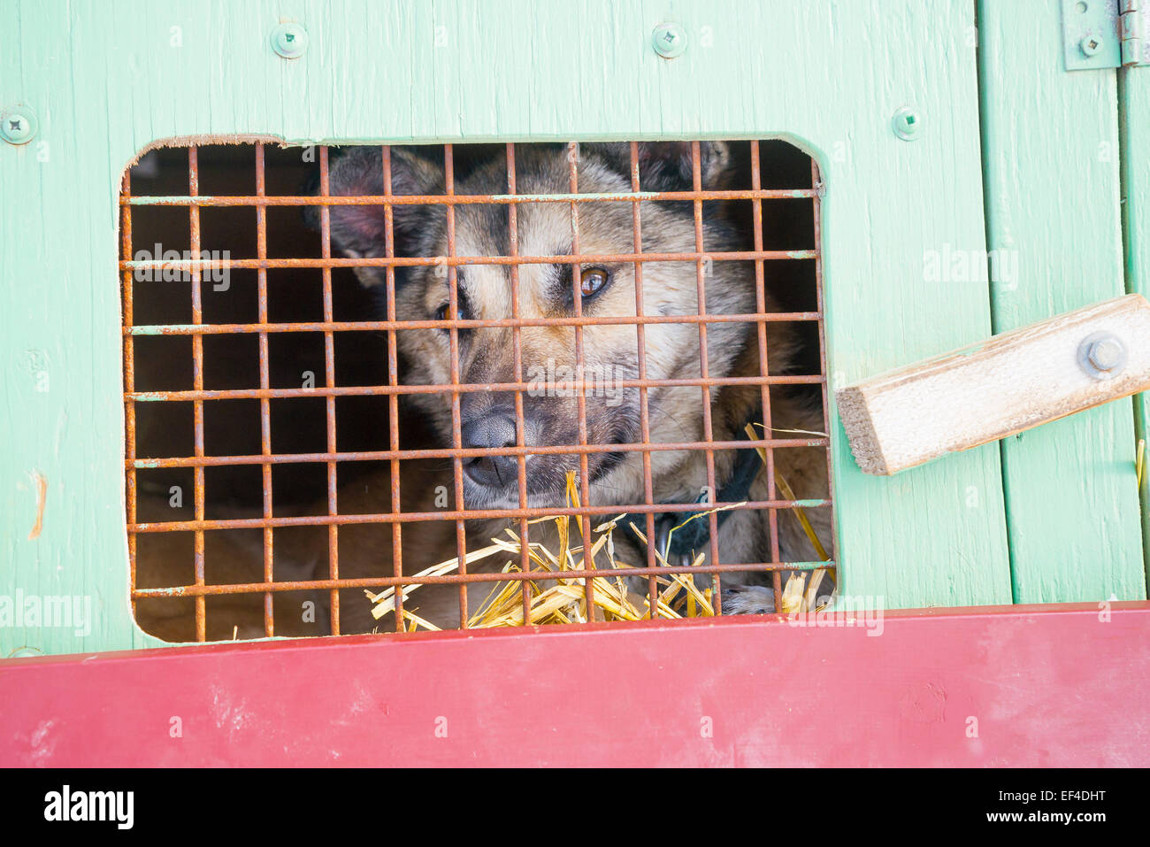 Schlittenhunde im Käfig, Lake Louise, Banff Nationalpark, Alberta, Kanada Stockfoto