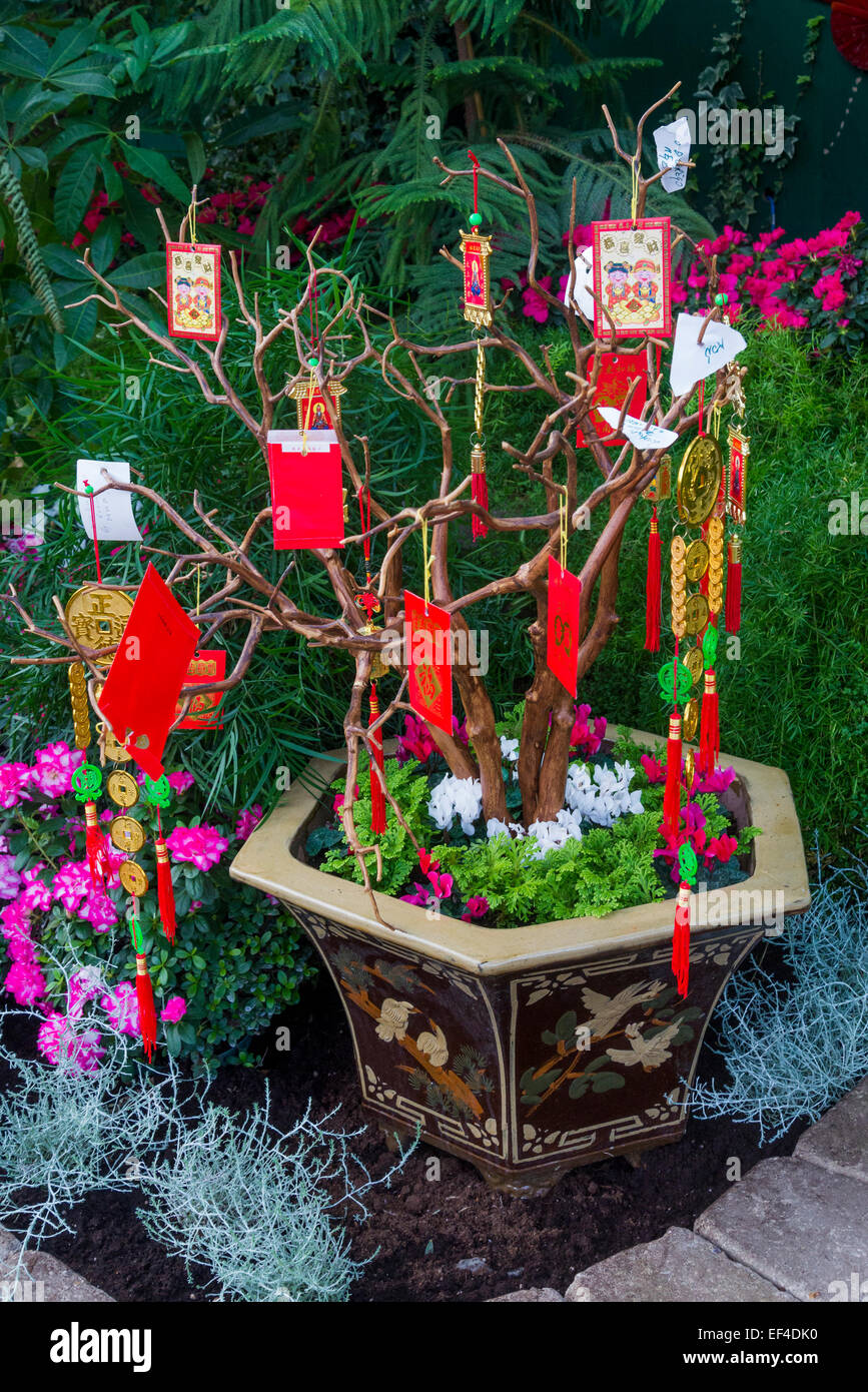 Money Tree in der Funktion Pavilion feiert das Chinesische Neue Jahr der Ram, der Muttart Conservatory Edmonton, Albe Stockfoto