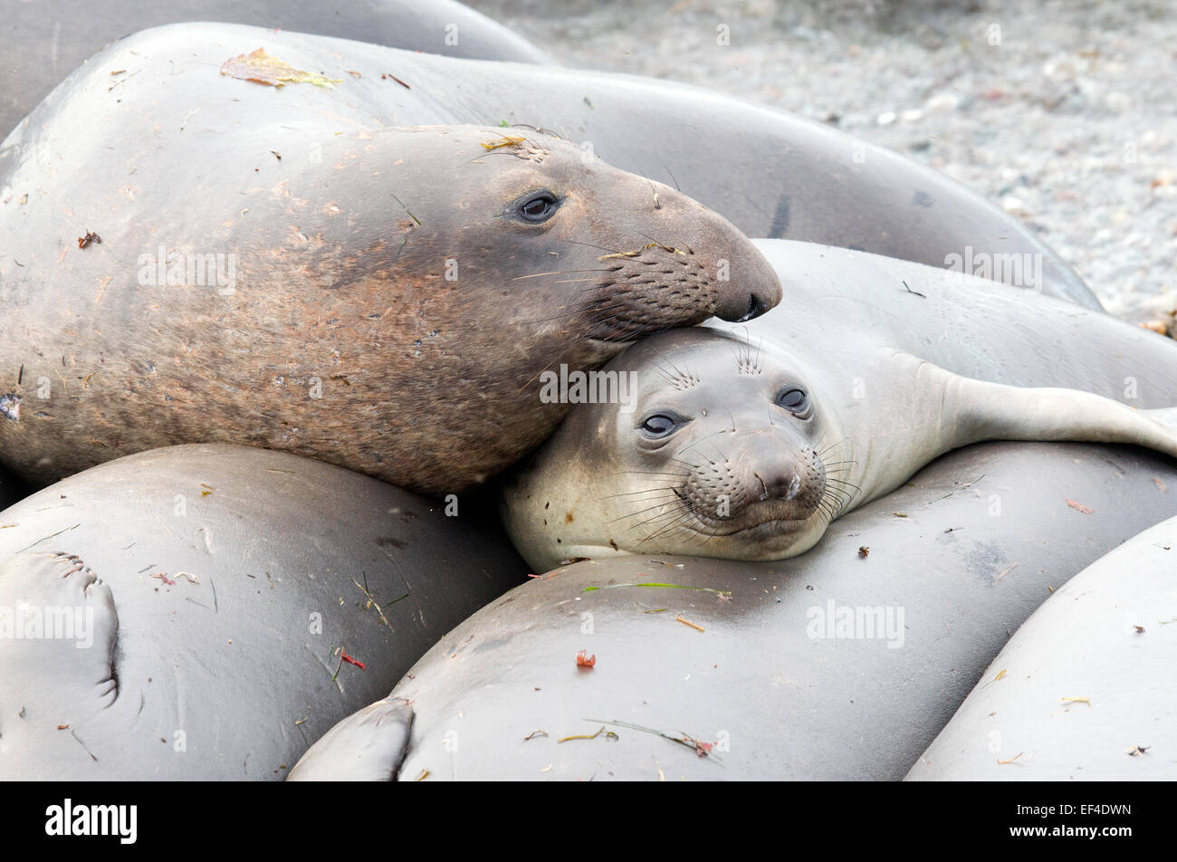 Junge Liebe Stockfoto