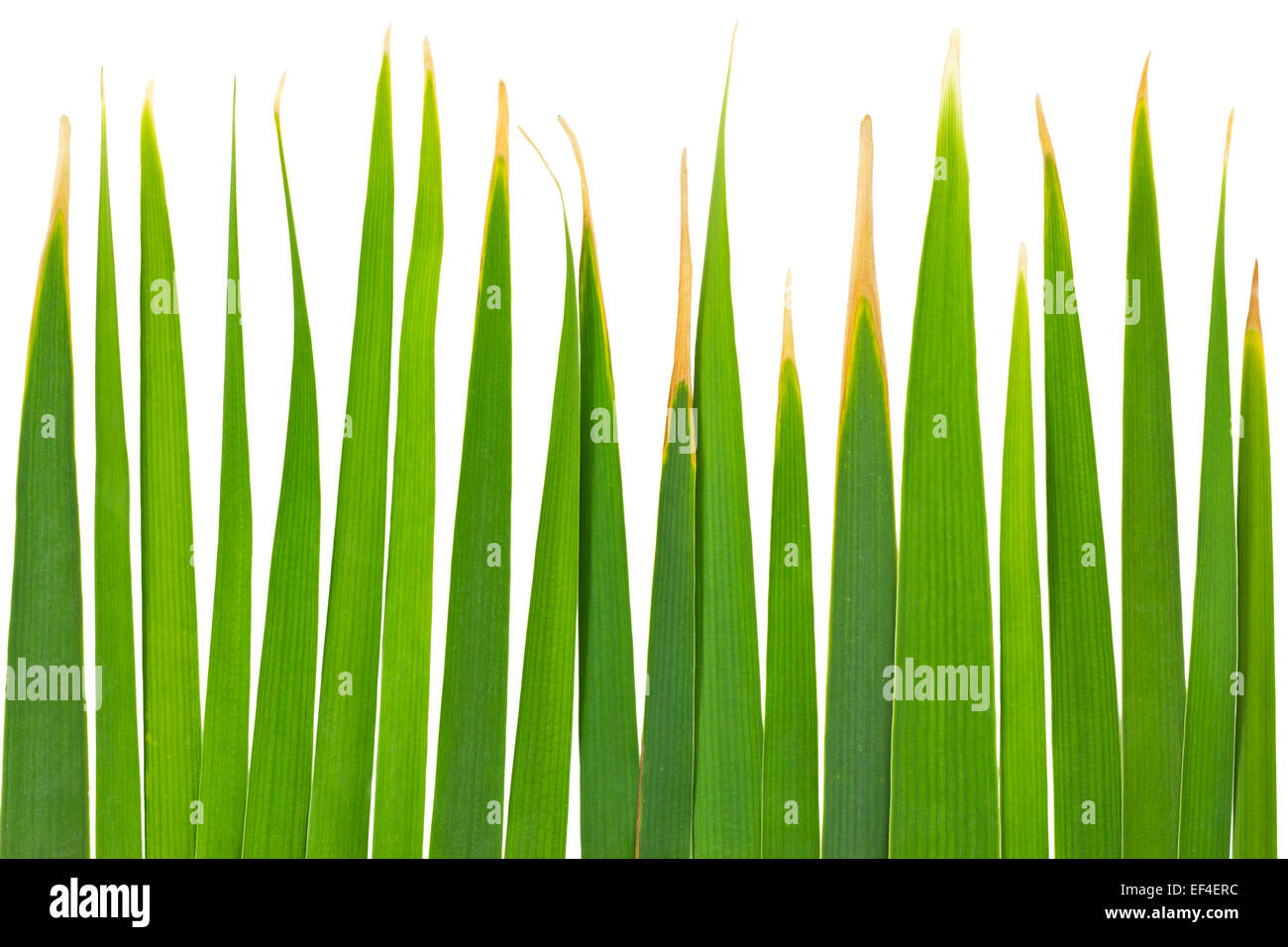 Grüne Blätter von Reed isoliert auf weißem Hintergrund und Clipping-Pfad Stockfoto