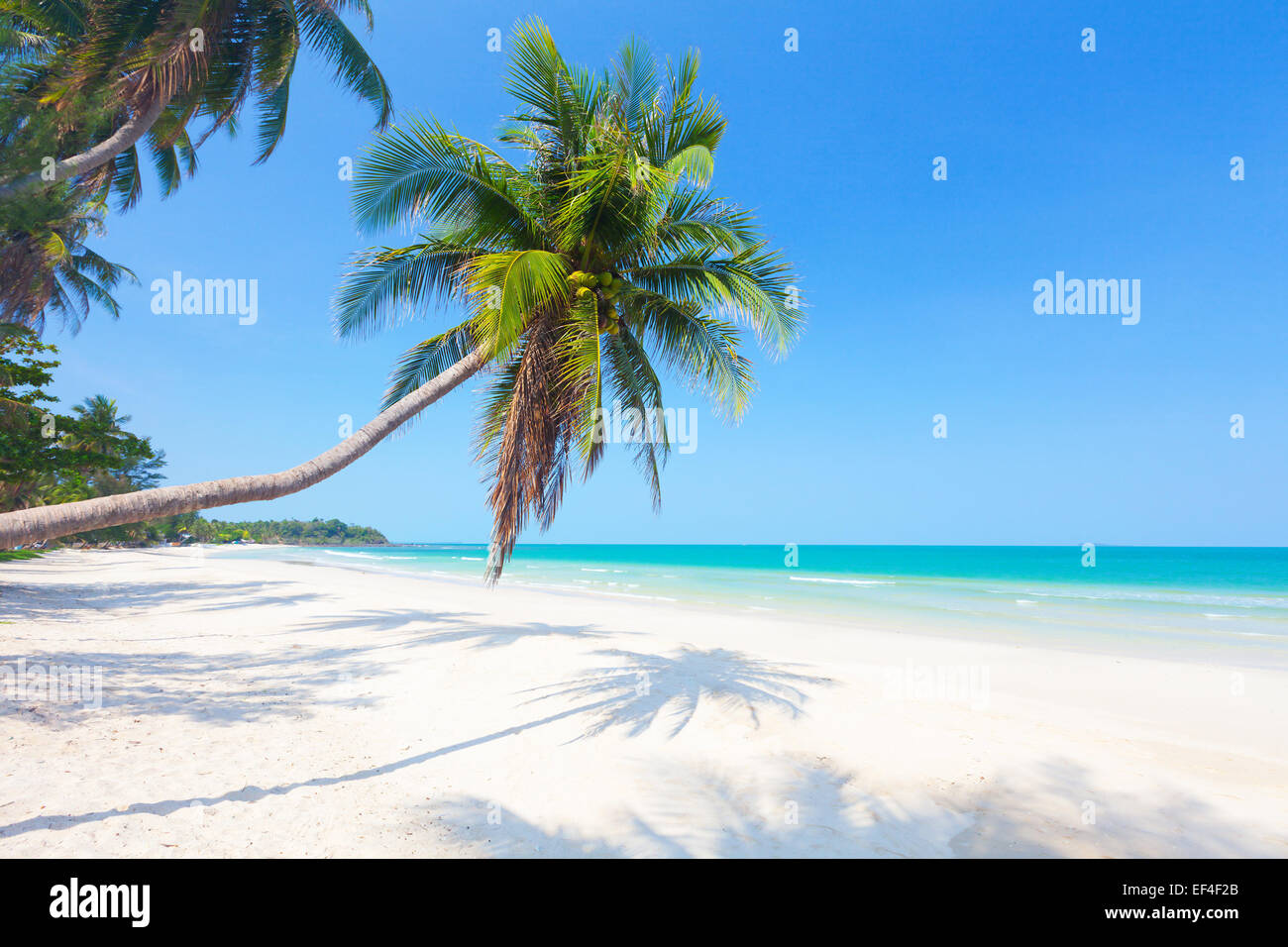 schöner Strand mit Kokospalmen Stockfoto
