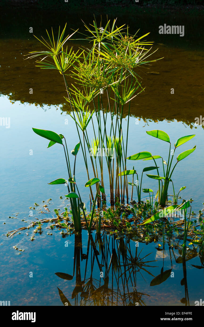 grüne Natur Pflanzen Wasser Spiegelung Stockfoto