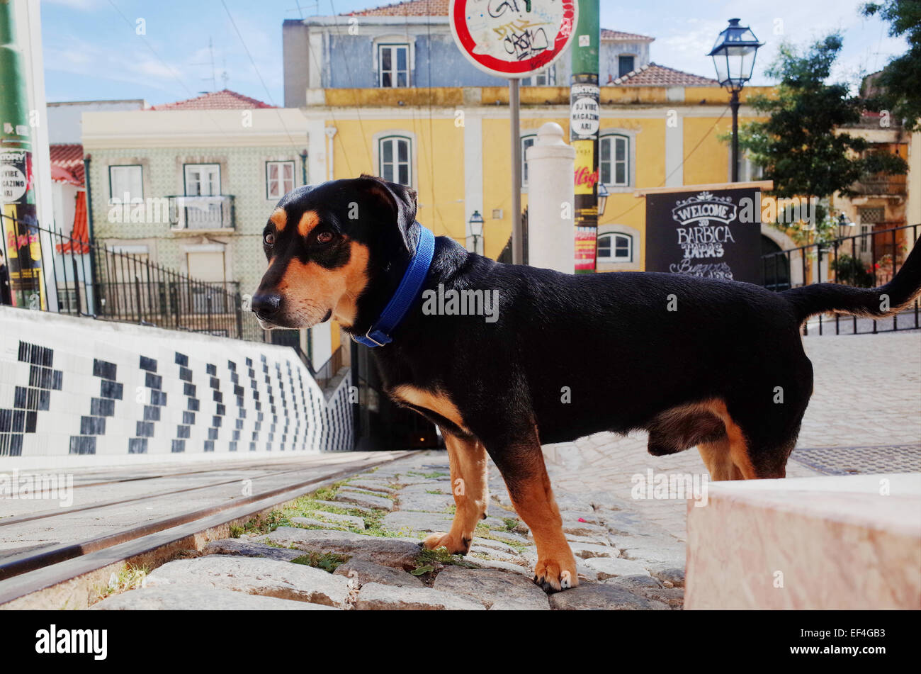 Hund schaut nervös auf eine Straßenbahn-Strecke in Lissabon vor der Kreuzung. Stockfoto