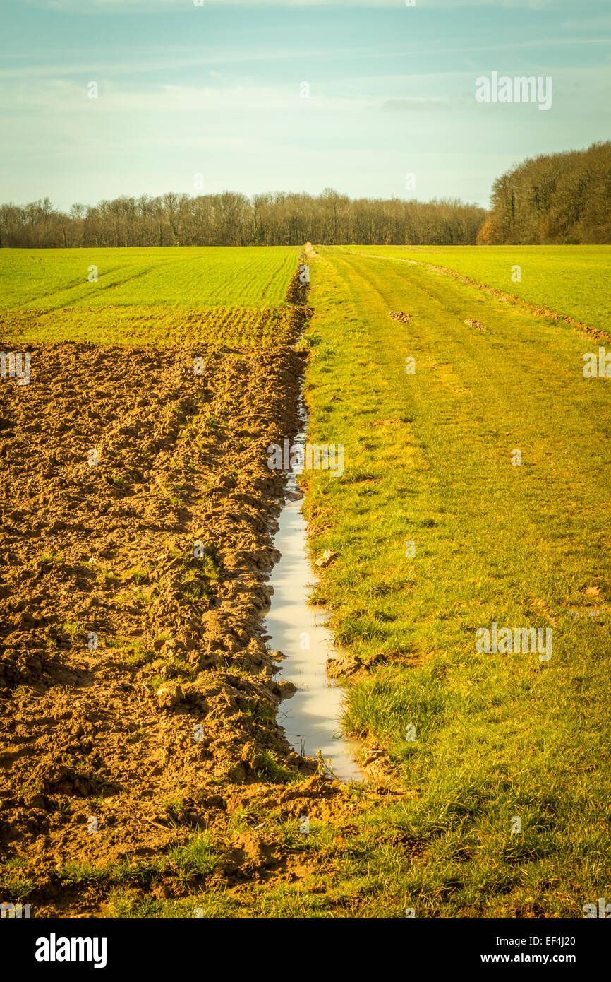 FeldHof mit Pflanzen und eine große Pfütze Stockfotografie Alamy