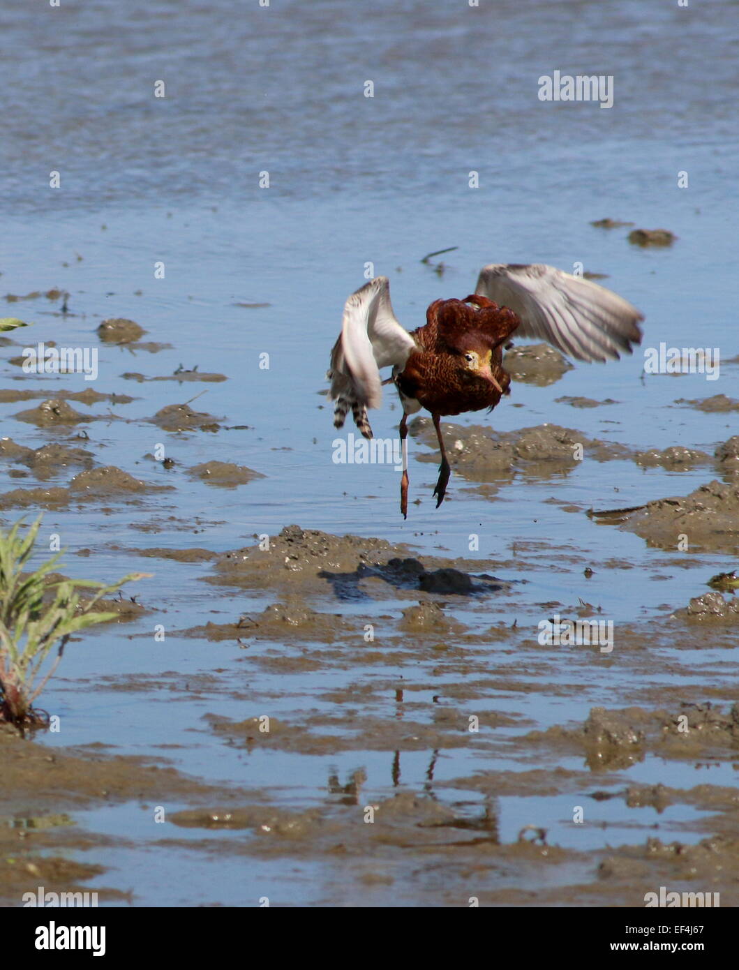 Europäischer Ruff (Calidris pugnax) im Vollzuchtgefieder, der in Küstennächtgebieten abtaucht Stockfoto