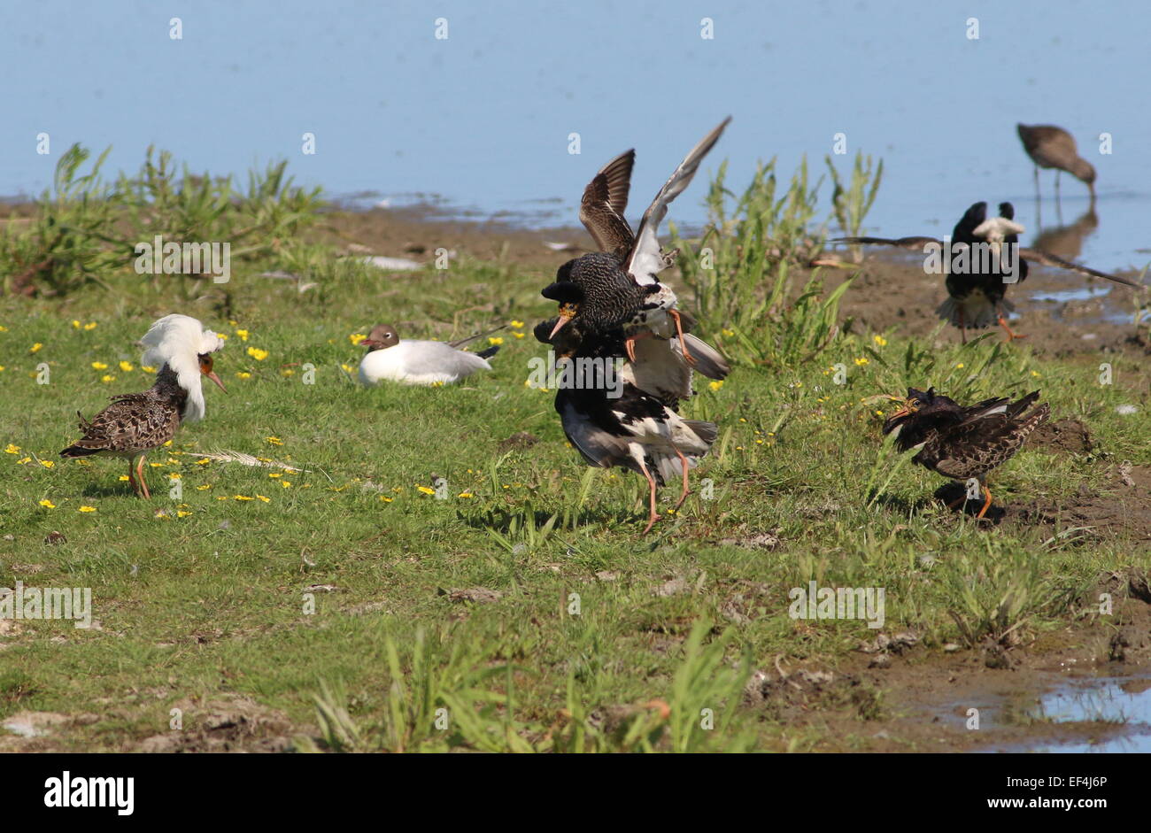 Gruppe feuriger Europäischer Ruffs (Calidris pugnax) im Aufzuchtgefieder-Kampf in ihrer lek-Paarungsarena im Frühling Stockfoto