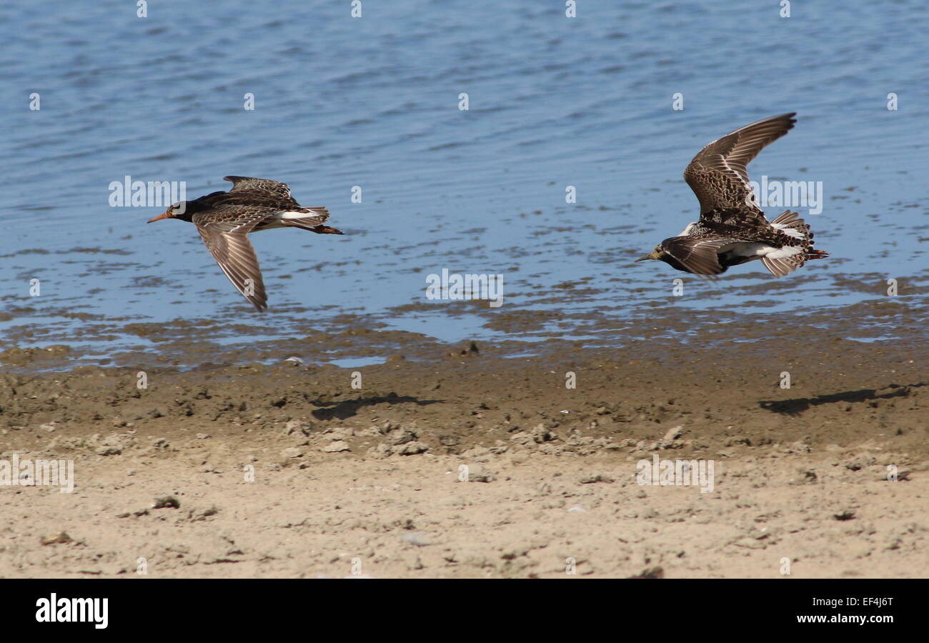 Kämpferische Europäische Ruffs (Calidris pugnax) im Zuchtgefieder, die sich im Frühling in ihrer lek- oder Kampfarena gegenseitig jagen Stockfoto