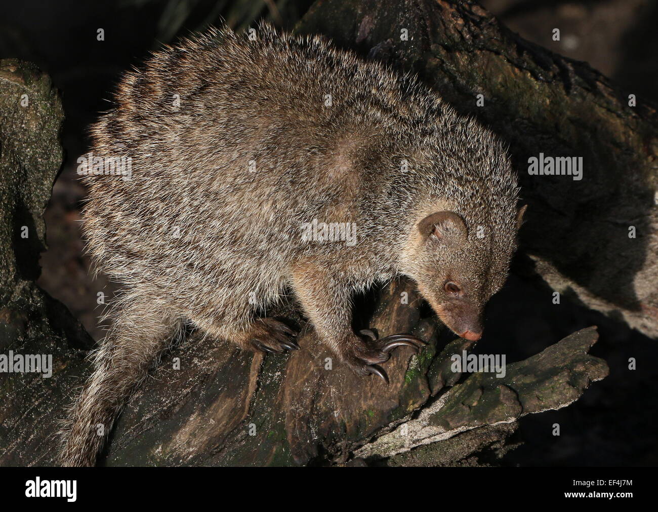 East African gebändert Mungo (Mungos Mungo) in Nahaufnahme Stockfoto