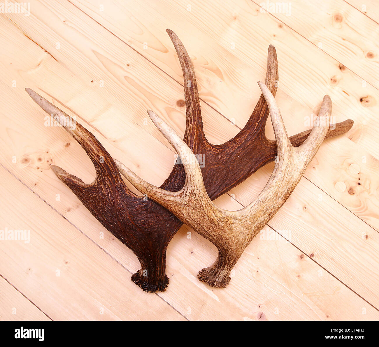 Geweih Hirsch Hörner Stockfoto