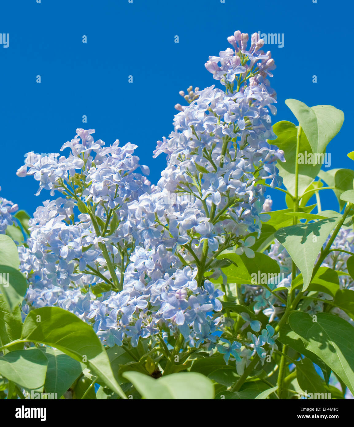 Blaue Flieder auf blauen Himmel Stockfotografie - Alamy