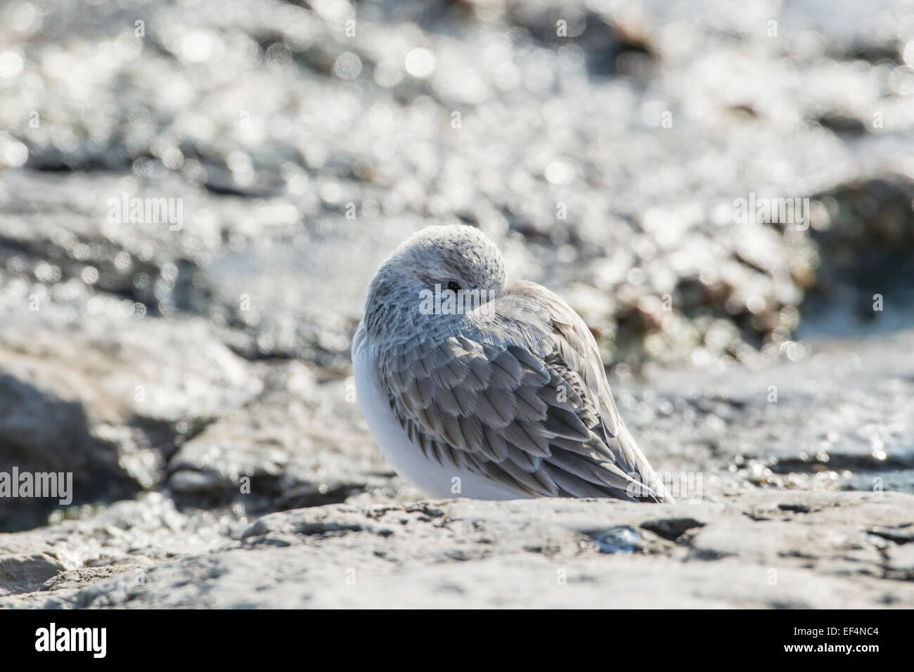 Sanderling (Calidris Alba) Schlafplatz bei Flut Stockfoto