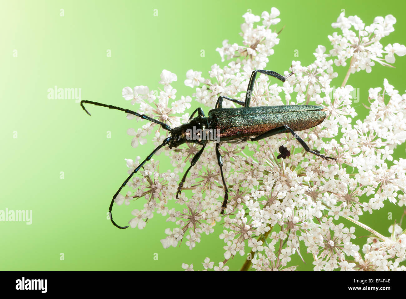 Moschus-Käfer, Moschusbock, Moschuss-Bock, Moschusbockkäfer, Moschuss-Bockkäfer, Aromia moschata Stockfoto