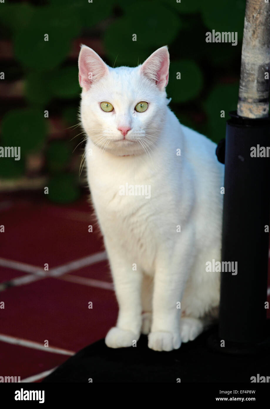 Weiße Katze mit grünen Augen Stockfoto