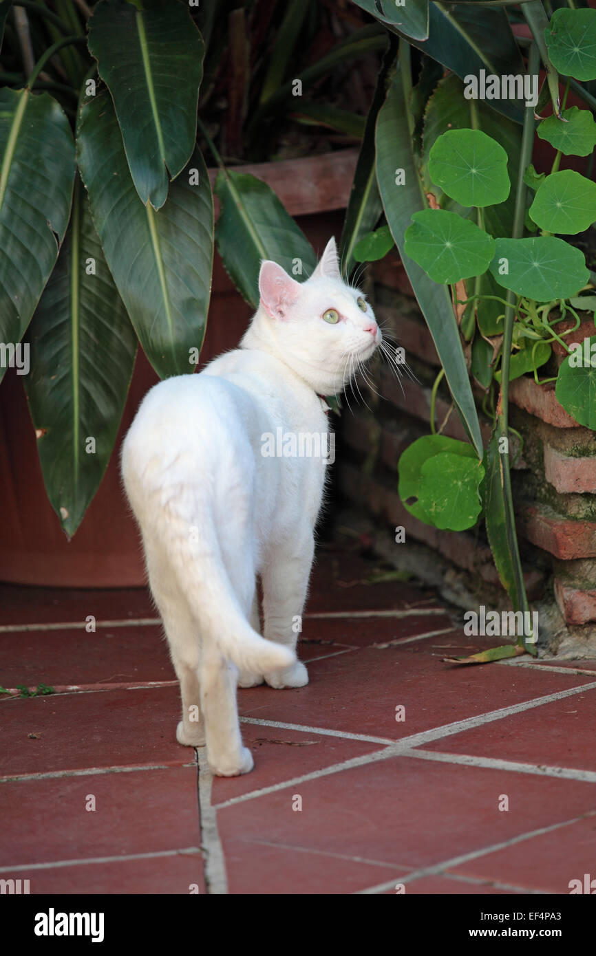Weiße Katze mit grünen Augen Stockfoto