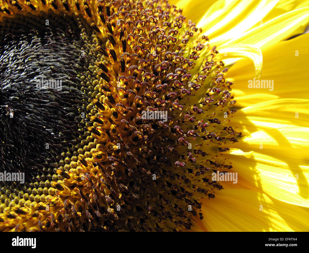 Sonnenblume hautnah Stockfoto