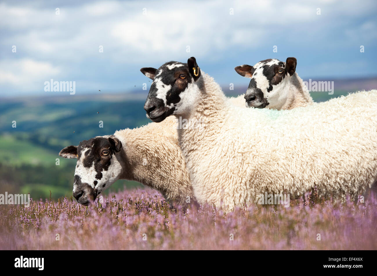 Dalesbred Maultier Shearlings auf Heidekraut Moorland, North Yorkshire. Stockfoto