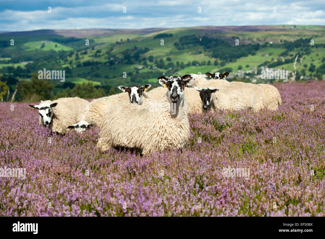 Maultier Gimmer Lämmer aus Dalesbred Schafe auf Heidekraut Moorland oberhalb Pateley Bridge, North Yorkshire, UK. Stockfoto