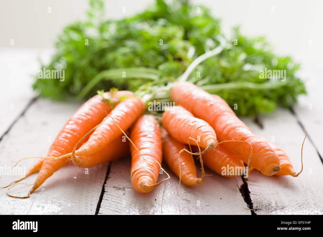 Reihe von gebundenen Karotten auf weißem Holz Stockfoto