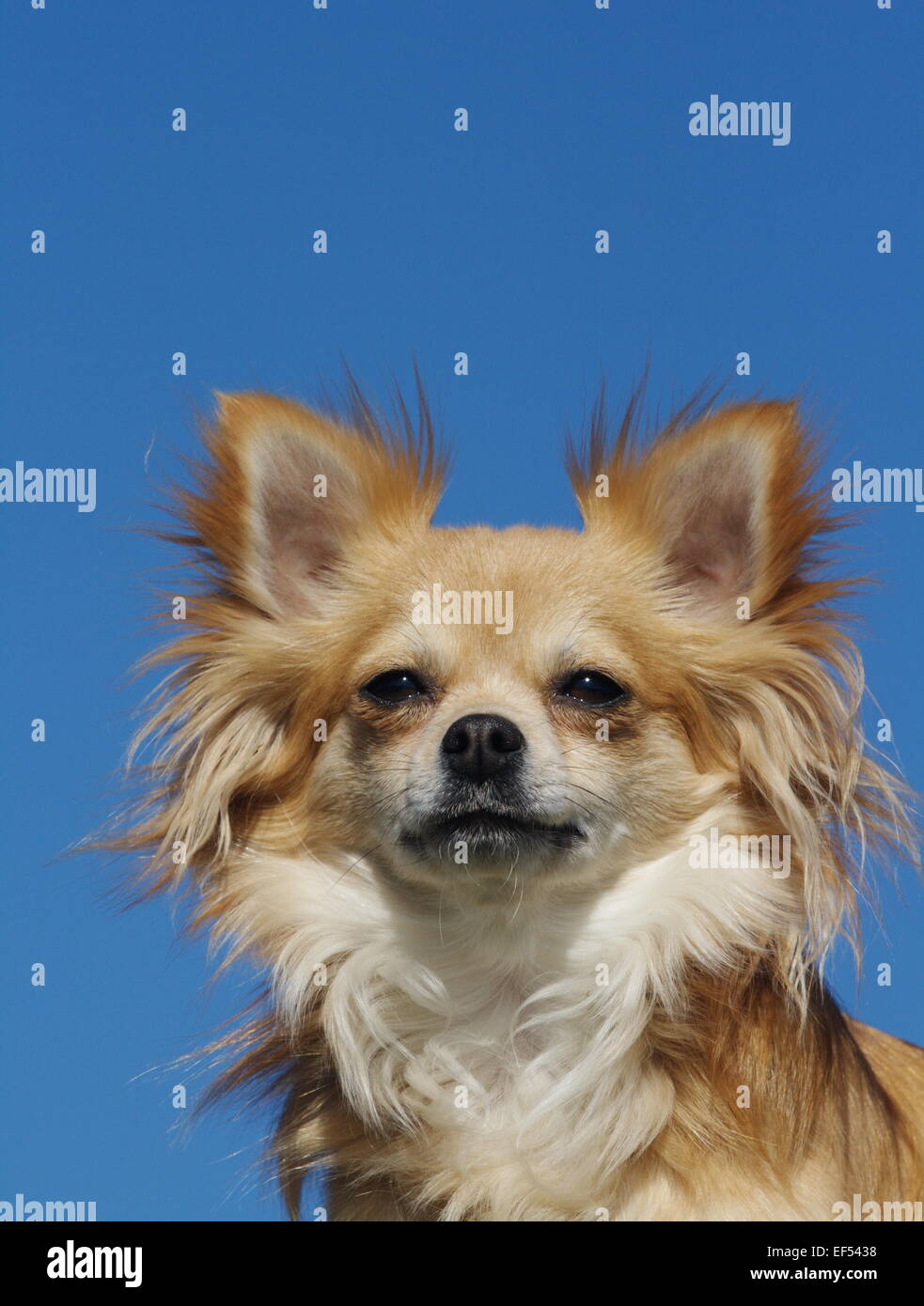 Chihuahua Langhaar, Chihuahua Langhaar Porträt am Blauen ...