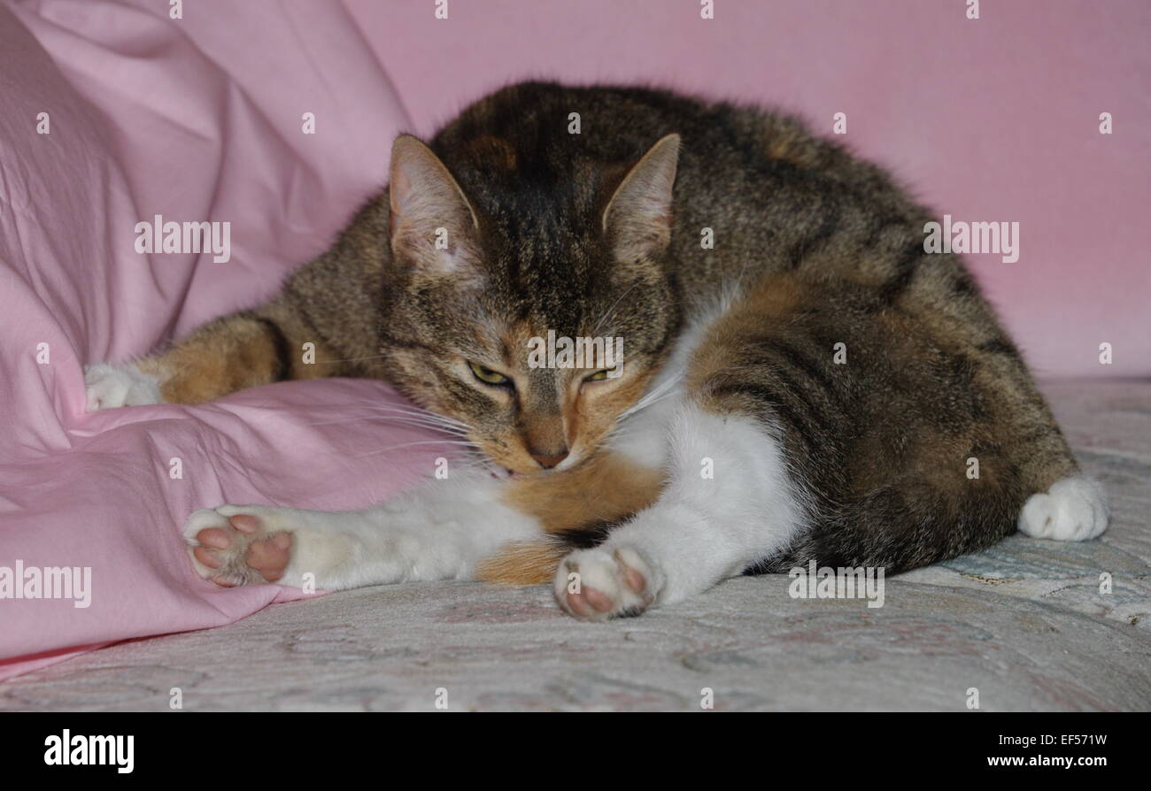 Katze 2 Jahre Alt in der Wohnung, Weibchen Stockfotografie Alamy