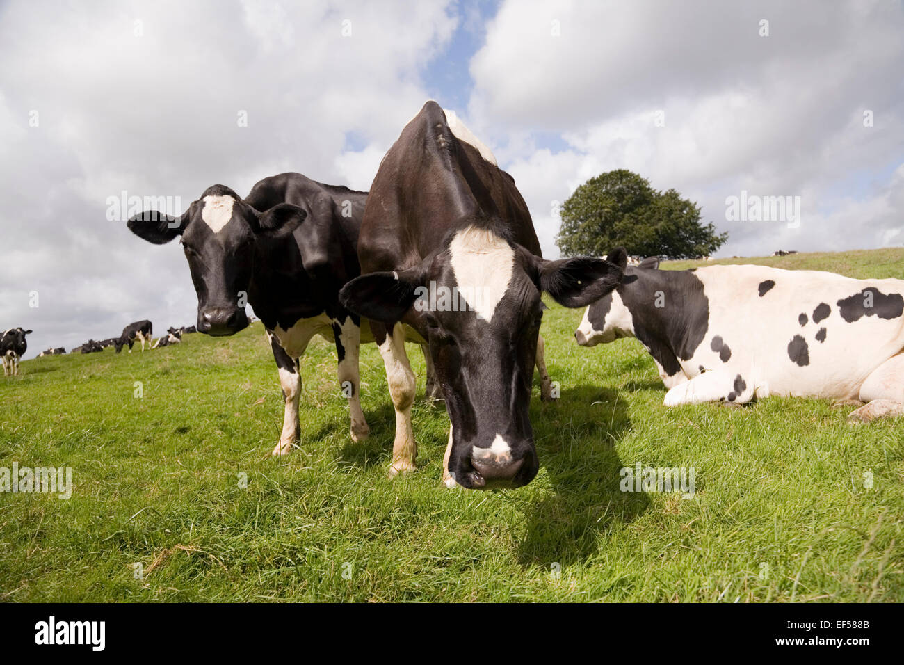 Zwei schwarz-weiße Kühe blicken aufmerksam auf die Kamera, während der Rest der Herde sich hinlegt oder grast. Gedreht auf einer Wiese in Somerset, England Stockfoto