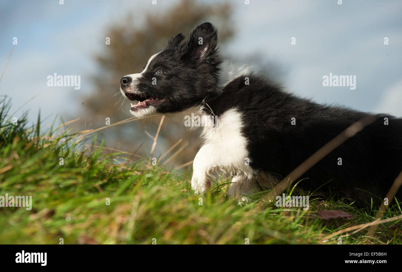 Border-Collie-Schäferhund Welpen im Feld spielen. VEREINIGTES KÖNIGREICH. Stockfoto