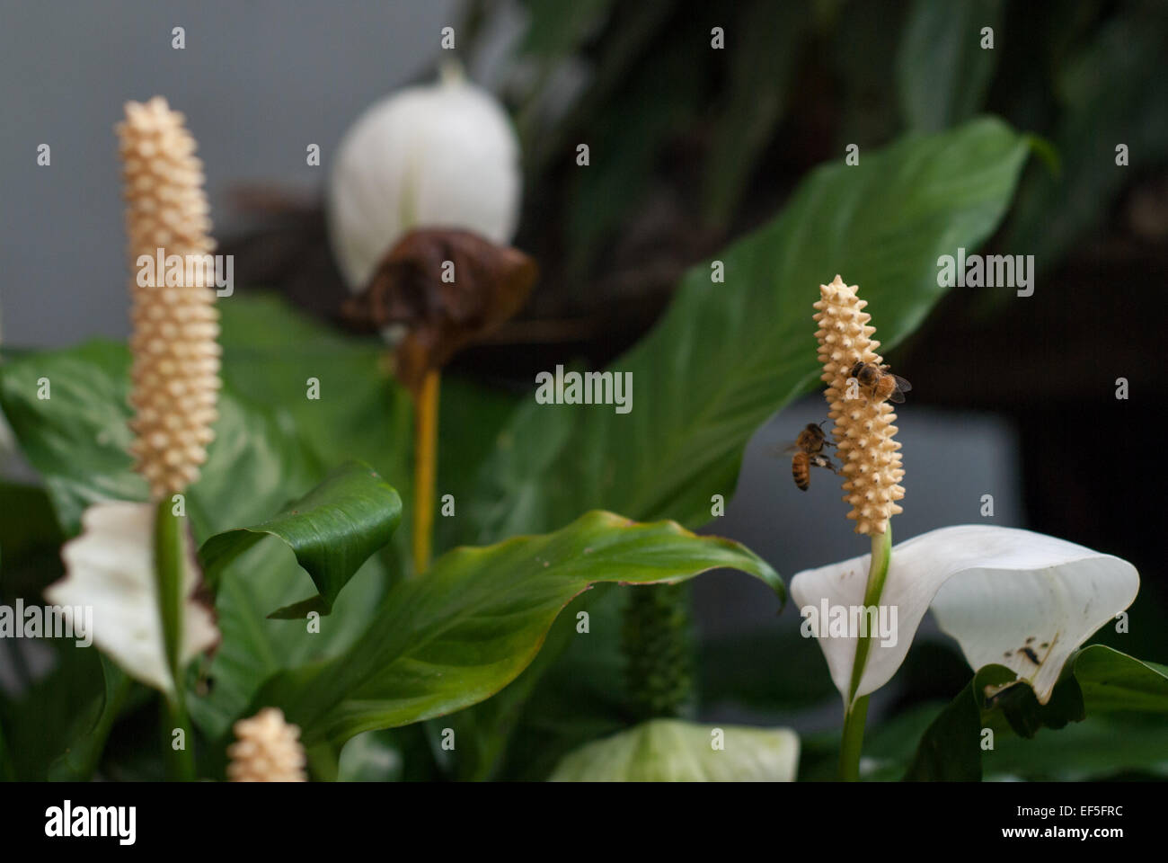 Harte Arbeit vor dem Frühstück Stockfoto