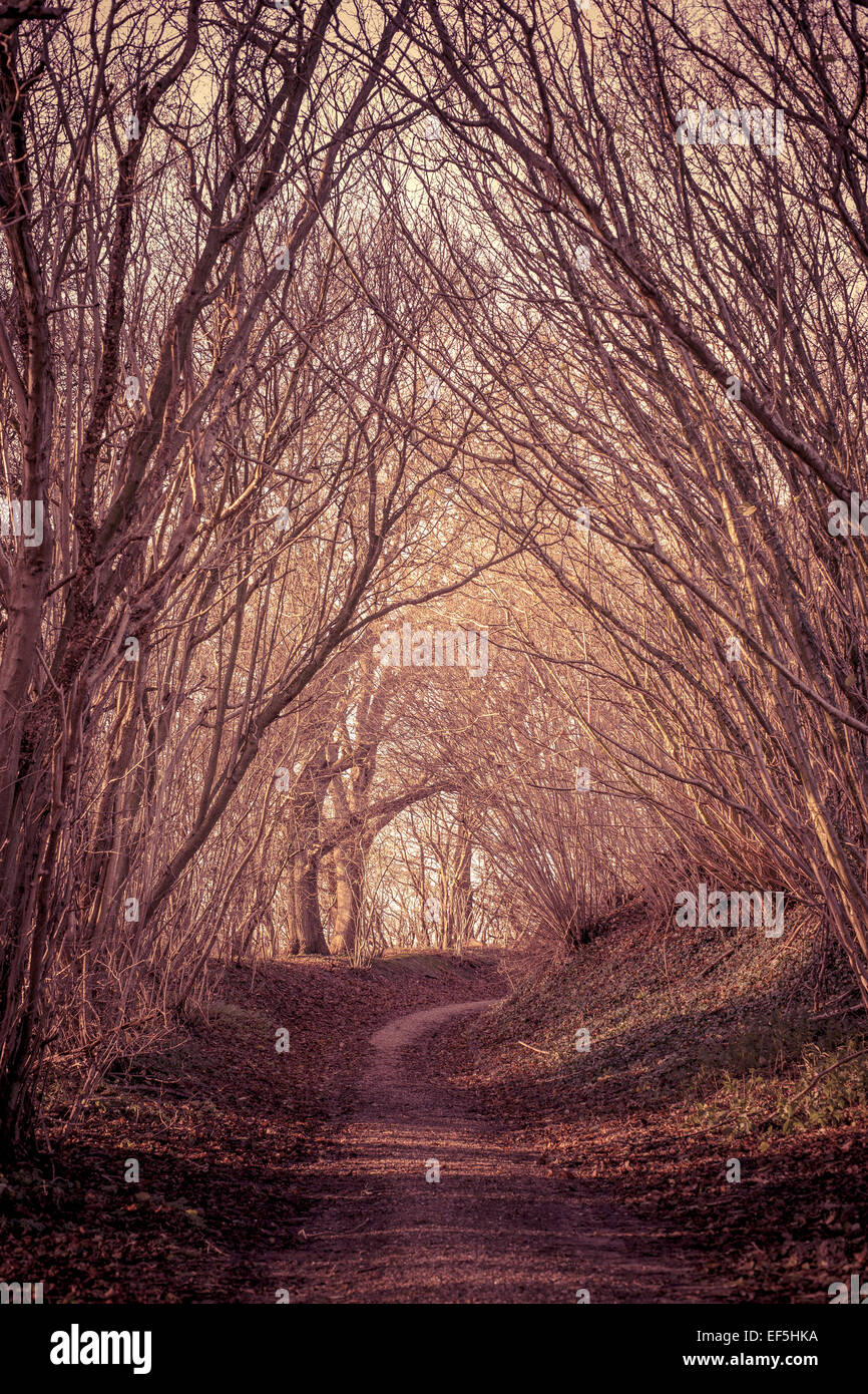 Pfad in einem geheimnisvollen Wald Stockfoto