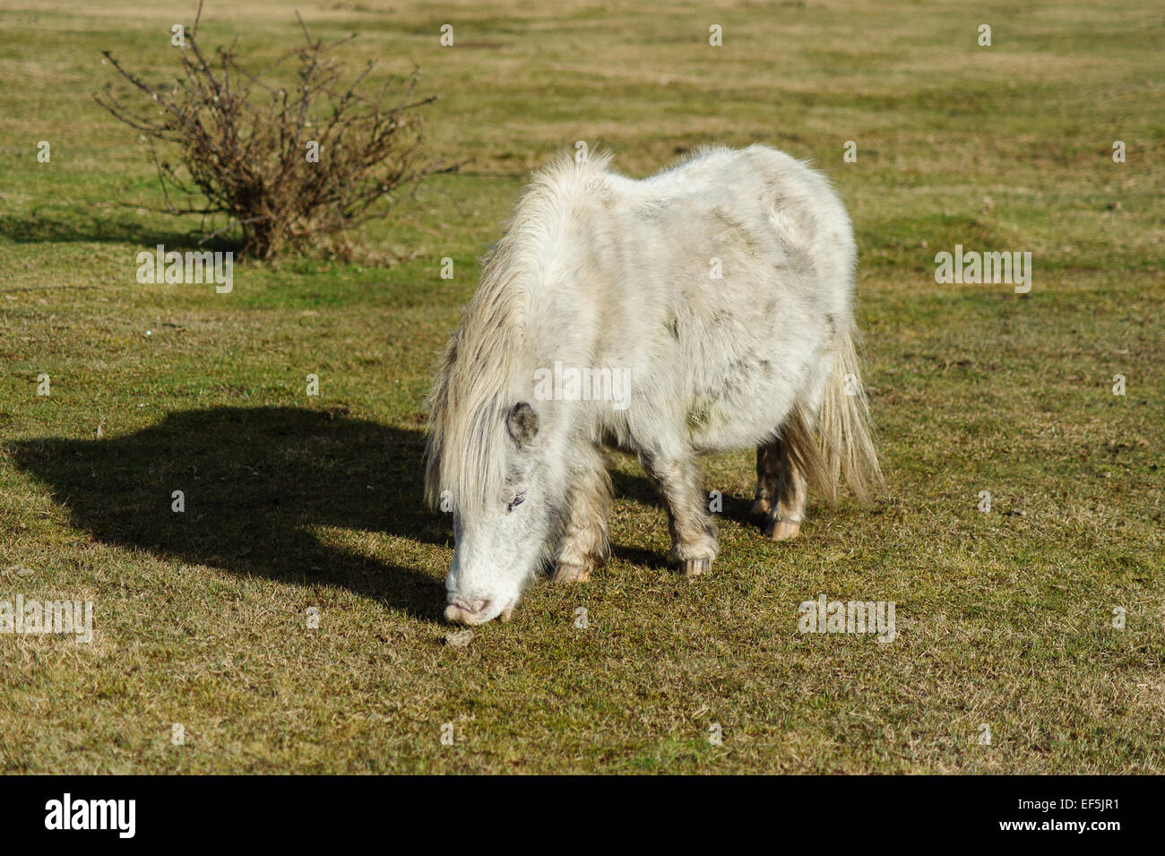 Das New Forest Pony ist eines der anerkannten Berg und Moor oder native Pony Rassen der britischen Inseln. Stockfoto
