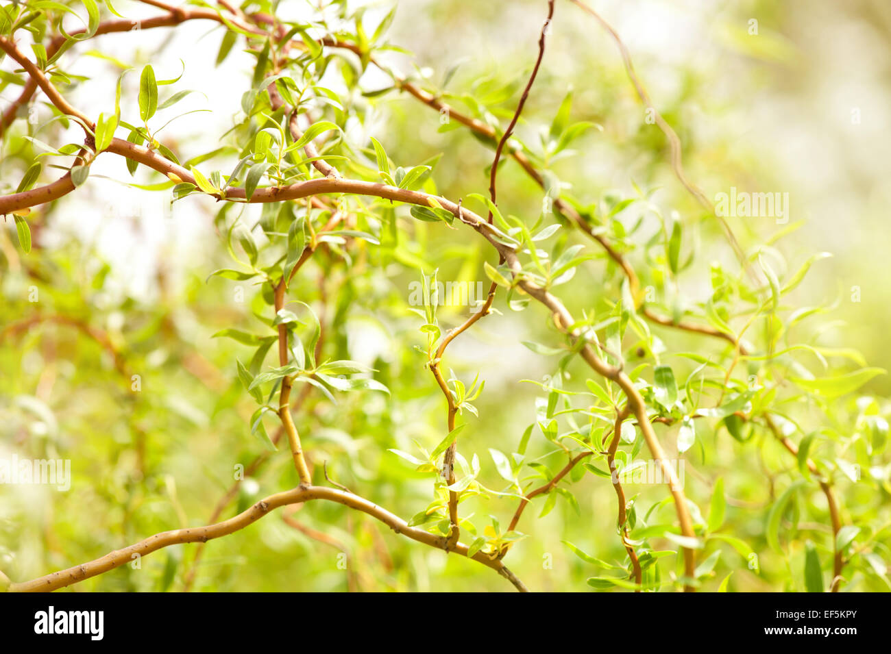 Weide Salix Alba Baum Details Stockfoto