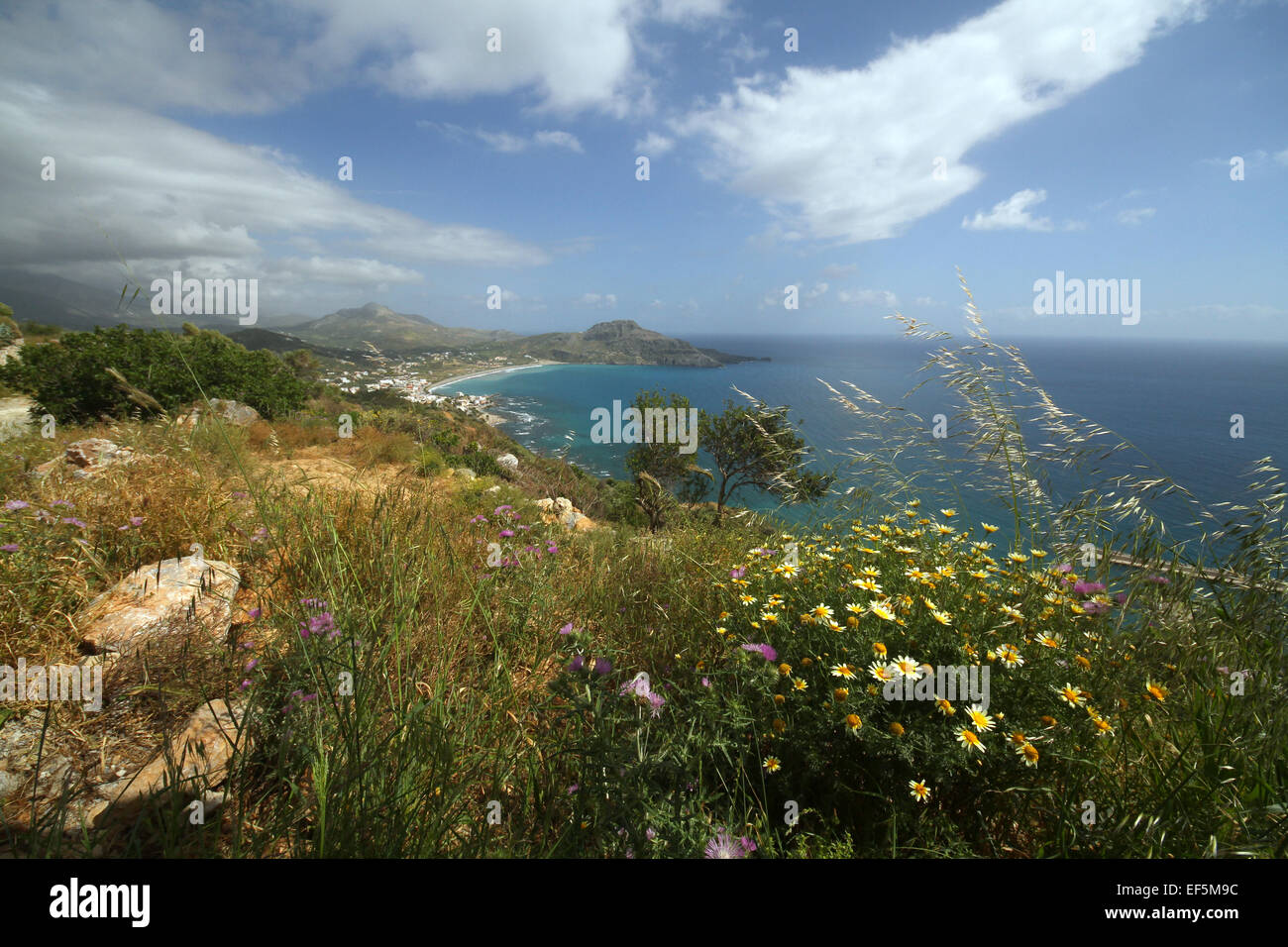 Gelbe Margeriten BAY BEACH & mediterranen PLAKIAS Kreta Griechenland 29. April 2014 Stockfoto