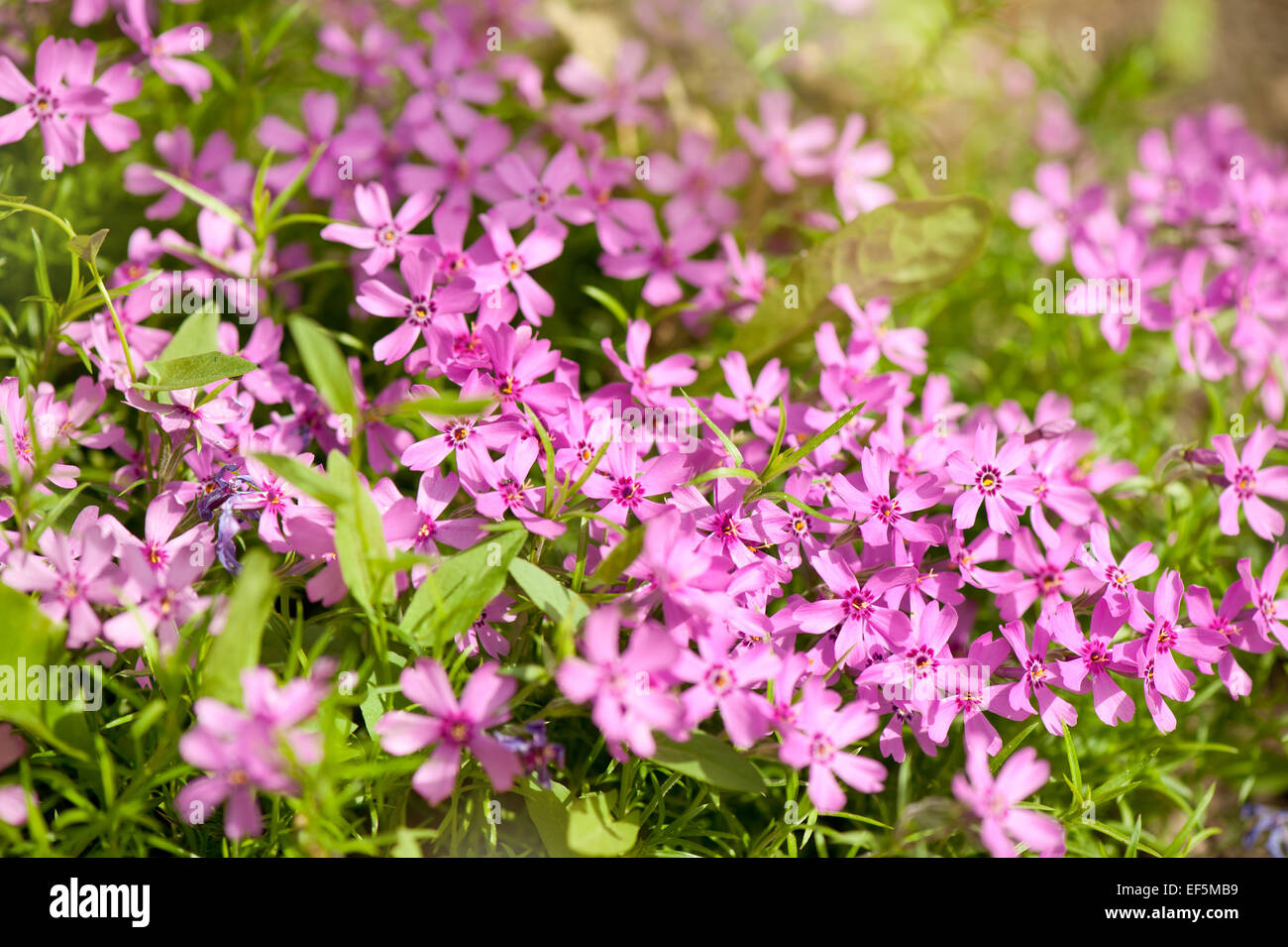 Phlox Subulata rosa blühende Pflanze wächst in Polen Stockfoto