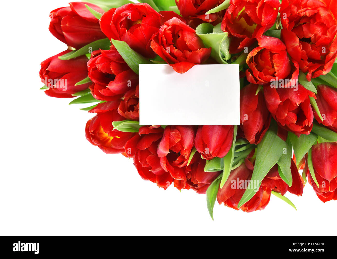 Rote Tulpen und weißen Grußkarte für Ihren Text. Frühlingsblumen Stockfoto