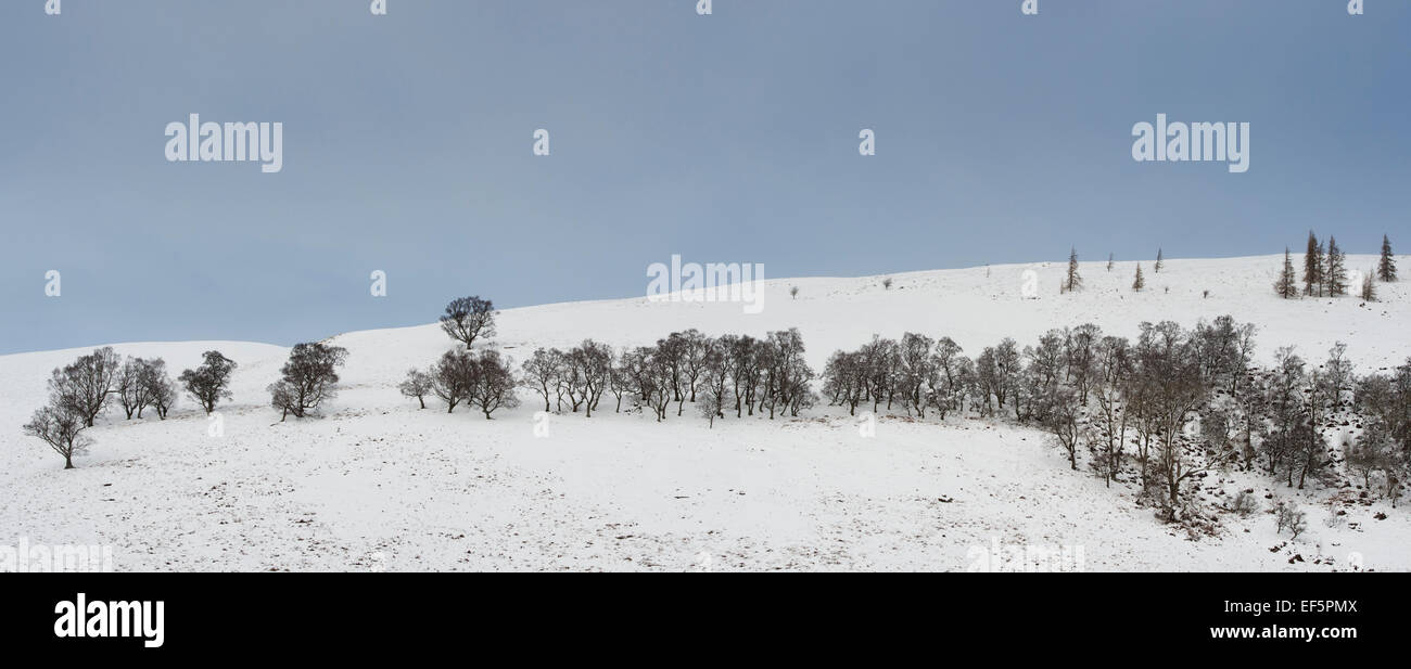 Hügel, Feld und Bäume im Winterschnee mit Wolkenbedeckung. Peebleshire. Schottland Stockfoto