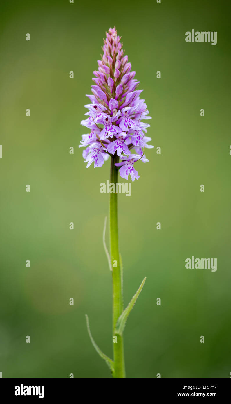 Ein Foto von einer gemeinsamen entdeckt Orchidee. Stockfoto
