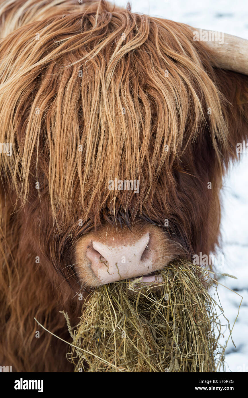 Highland Kuh Essen Heu im Winter. Schottland Stockfoto